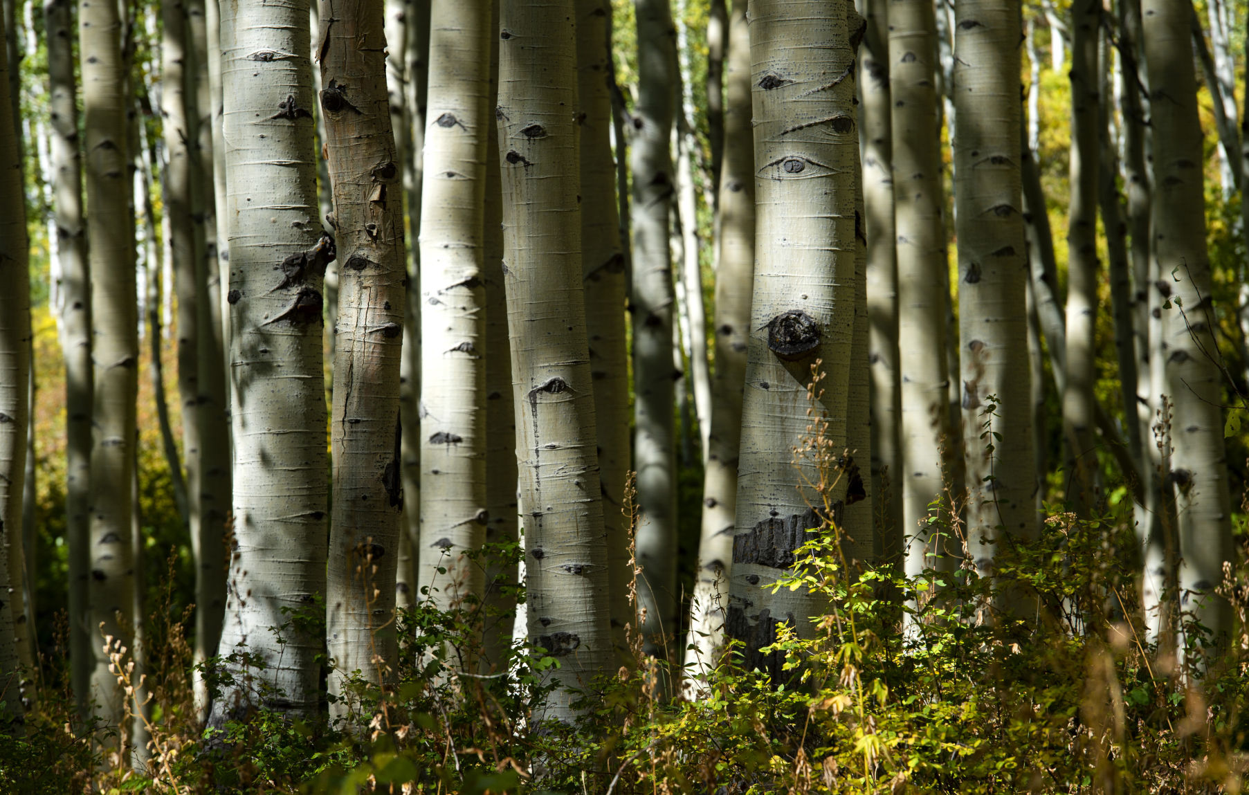 09_24_19 crested butte0972.jpg